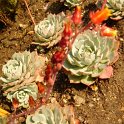 Echeveria secunda 'Glauca'